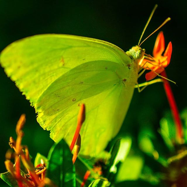 #verde #mariposa #butterfly #colombia